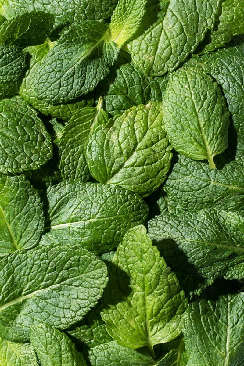 Relaxing Tea Deep Sleep